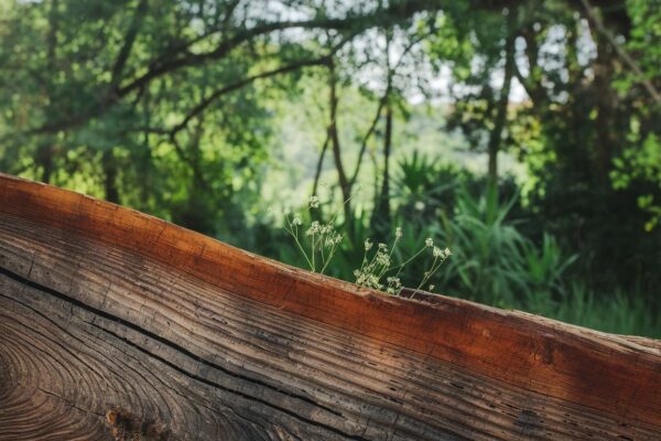 Naturalne drewno o niezwykłej wytrzymałości